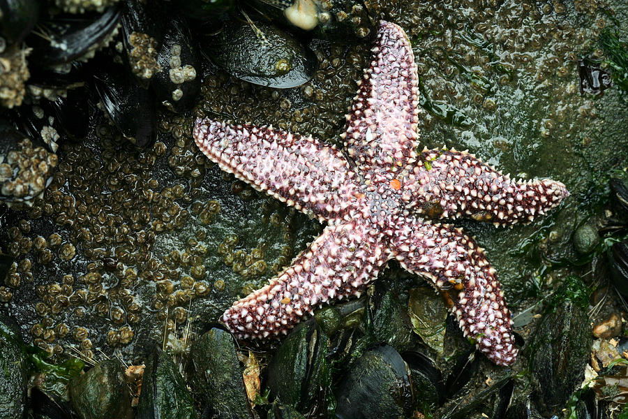 Starfish Photograph - The Starfish  by JC Findley