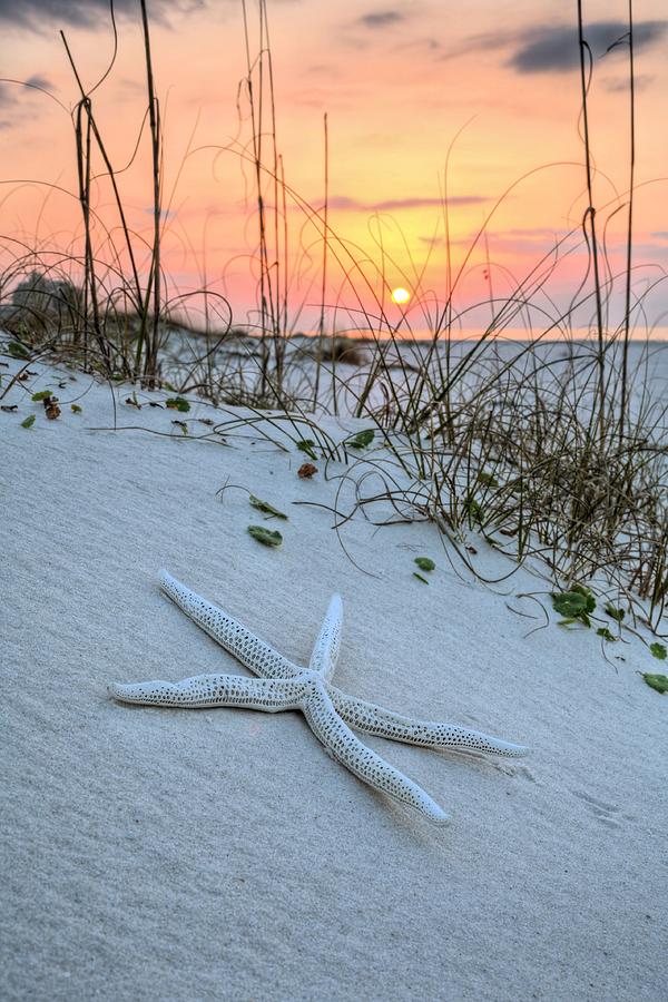 The Starfish on Orange Beach Photograph by JC Findley