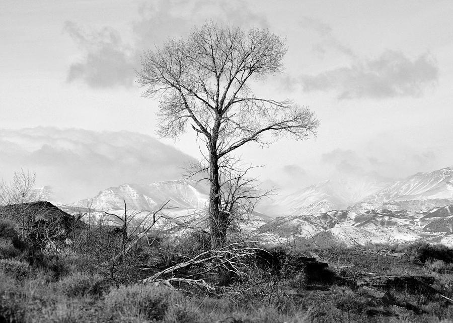The Stark Tree In Black And White Photograph