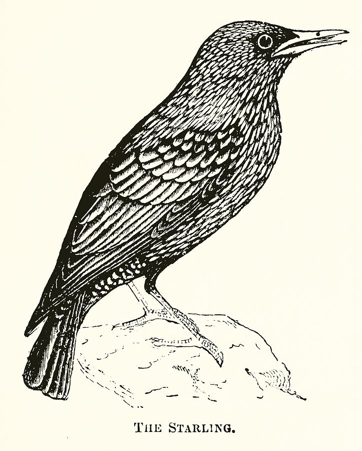 Bird Drawing - The Starling by English School