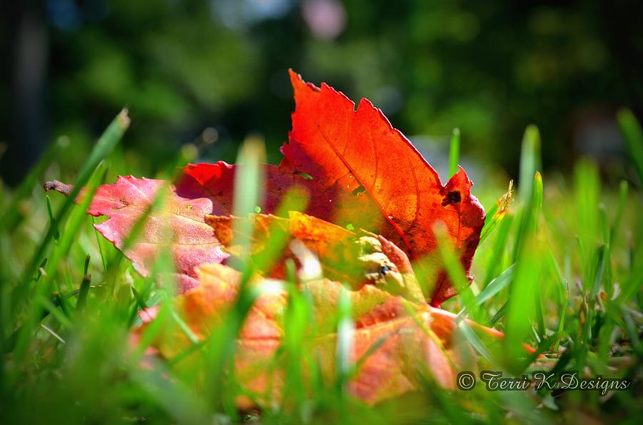 Fall Photograph - The start of the Fall by Terri K Designs