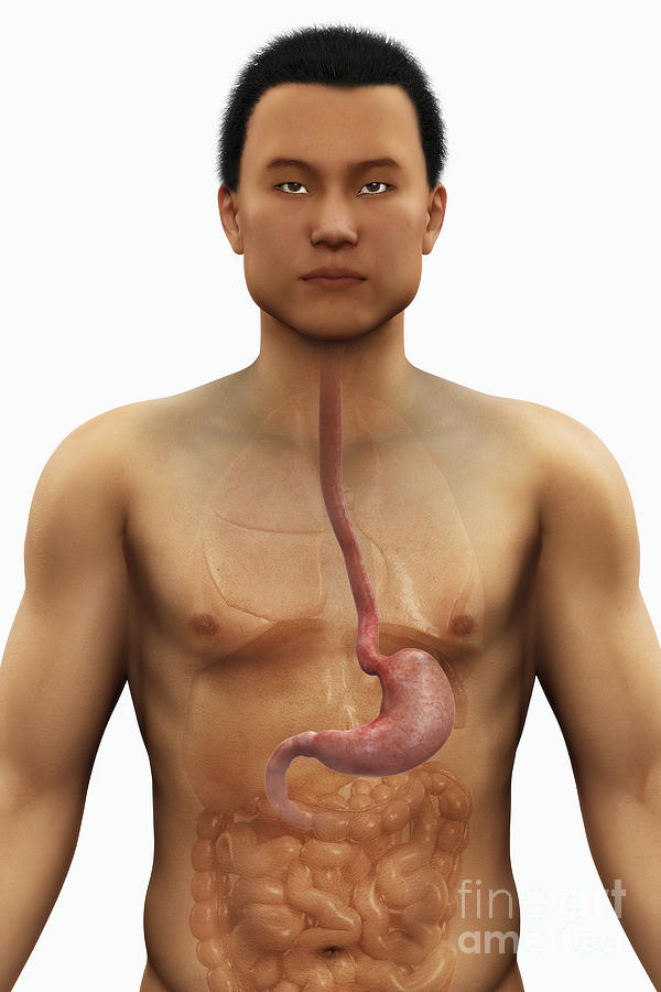 The Stomach Photograph by Science Picture Co