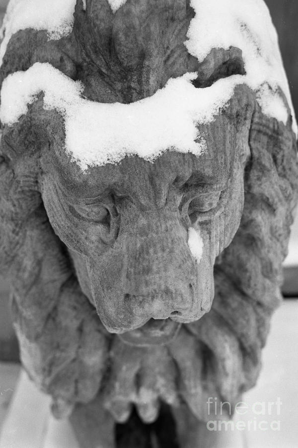 The Stone Lions Frozen Tear Black and White Photograph by John Harmon