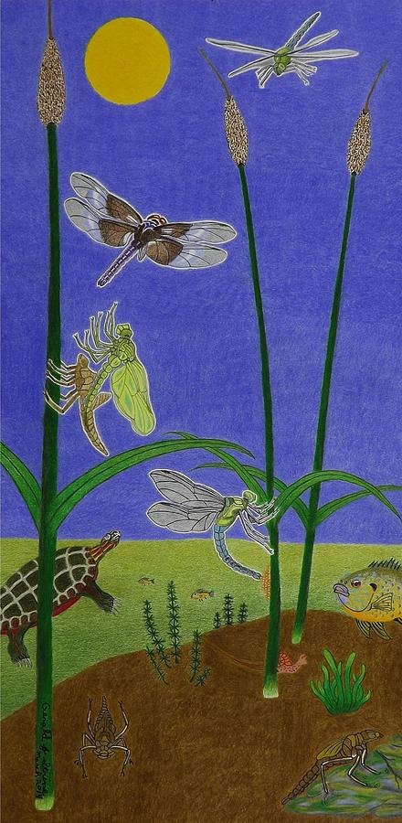Life After Death Drawing - The Story Of The Dragonfly With Description by Gerald Strine