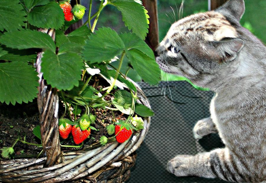 The Strawberry Bandit Photograph by Barbara S Nickerson