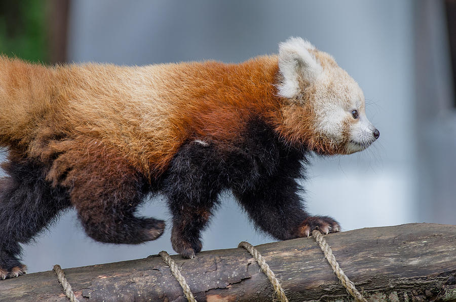 The Strolling Red Panda Cub Photograph by Greg Nyquist