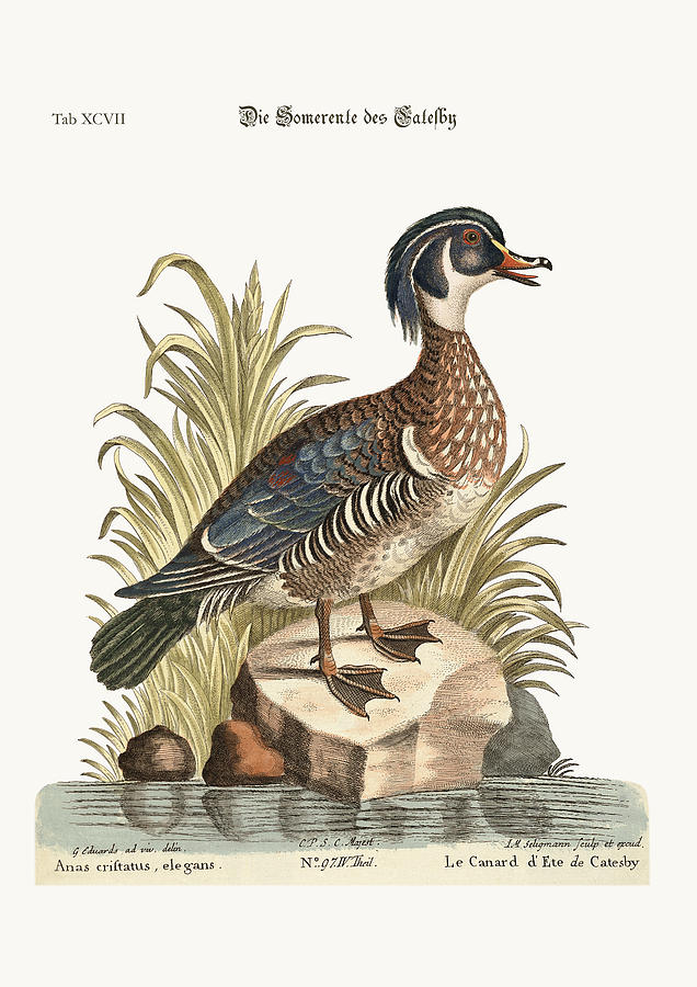 Mark Catesby Drawing - The Summer Duck of Catesby by Splendid Art Prints