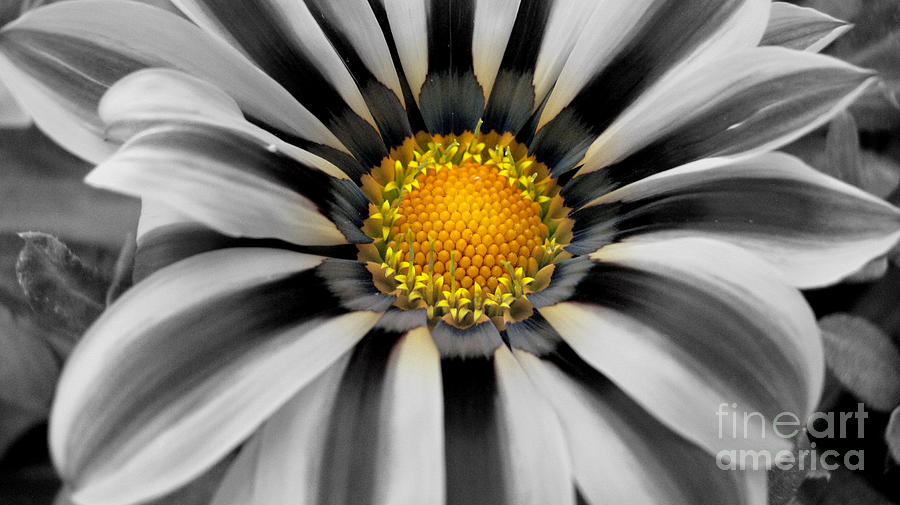 The Sun Photograph by C Ray Roth - Fine Art America