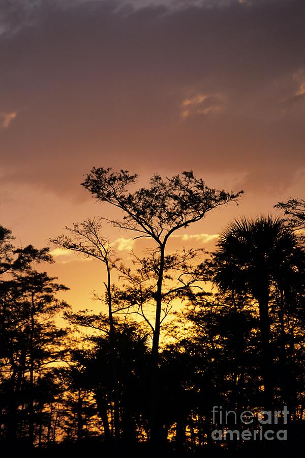 The Sun Setting in the Florida Everglades Photograph by John Harmon