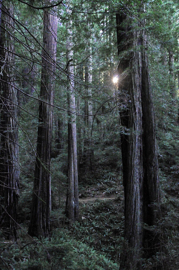 Nature Photograph - The Sun Sneaks Through Californias Headwaters Forest by Scott Lenhart