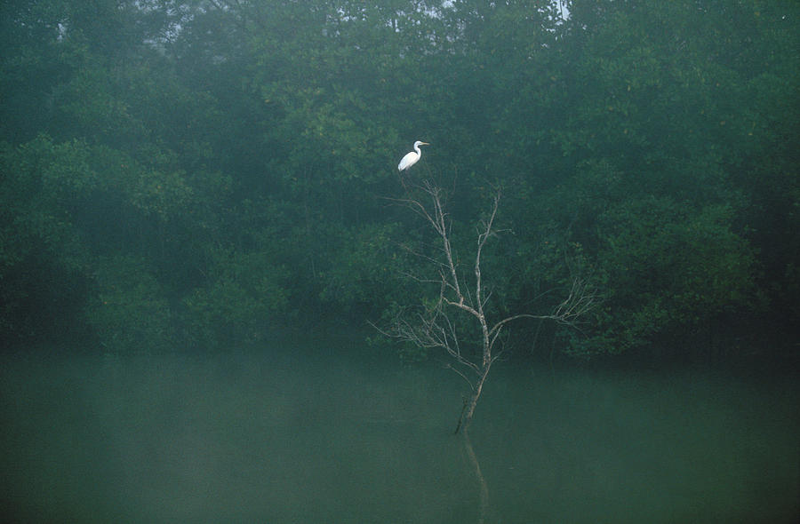 The Sundarban Nature Reserve West Photograph by Peter Essick The Sundarban Nature Reserve West Photograph by Peter Essick