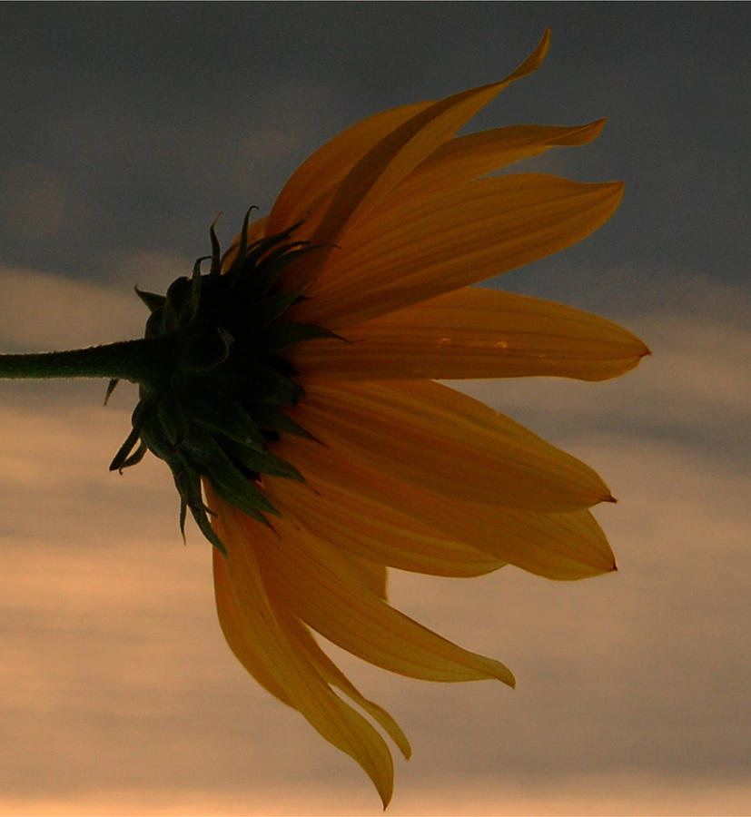 The Sunflower at Sunrise Photograph by Leticia Latocki