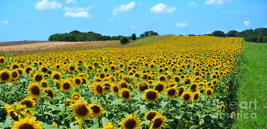 The Sunflower Field Photograph by Paul Mashburn