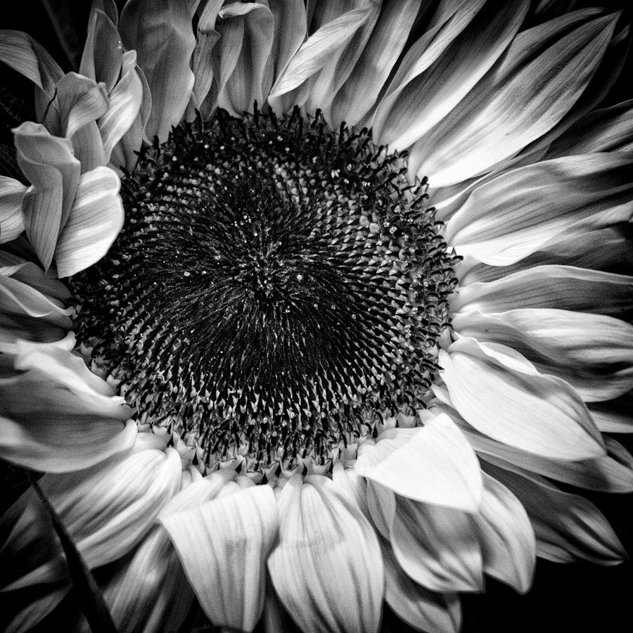 The Sunflower II Photograph