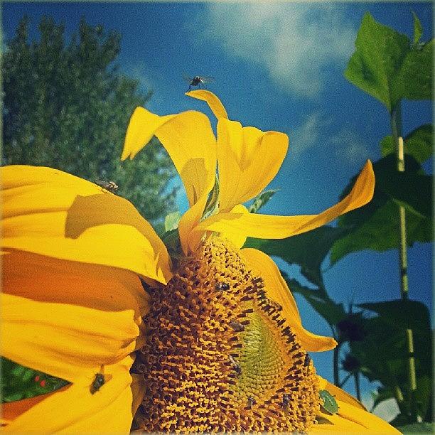 Sunflower Photograph - The #sunflower Is Full Of #insect by Linandara Linandara