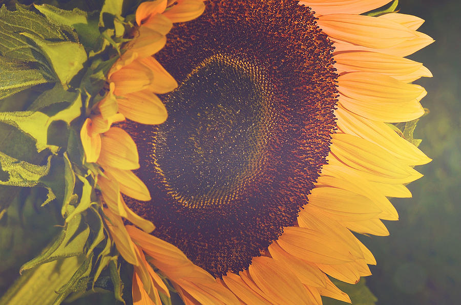 The Sunflower Photograph by Kay Jantzi