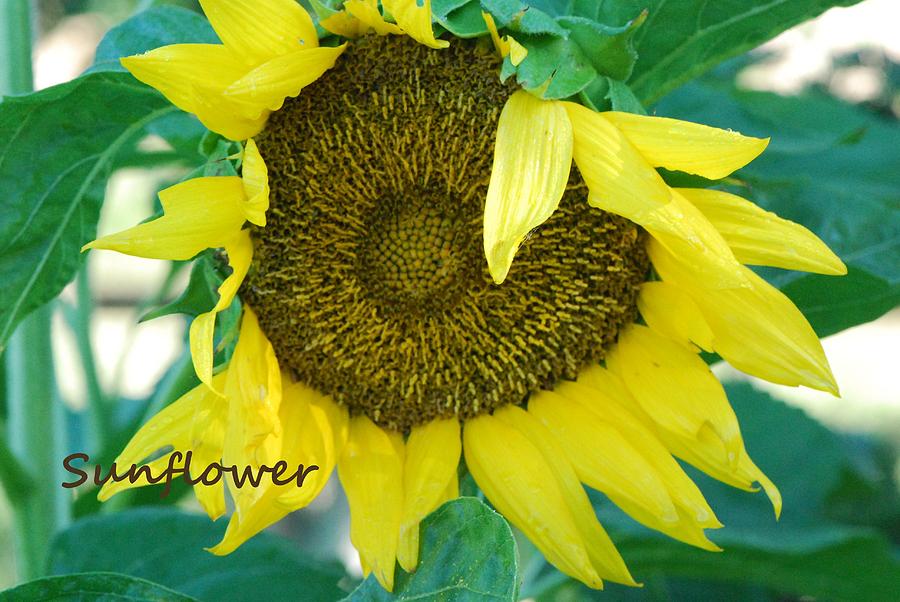 The Sunflower Photograph - Sunflower Garden by Lisa  DiFruscio