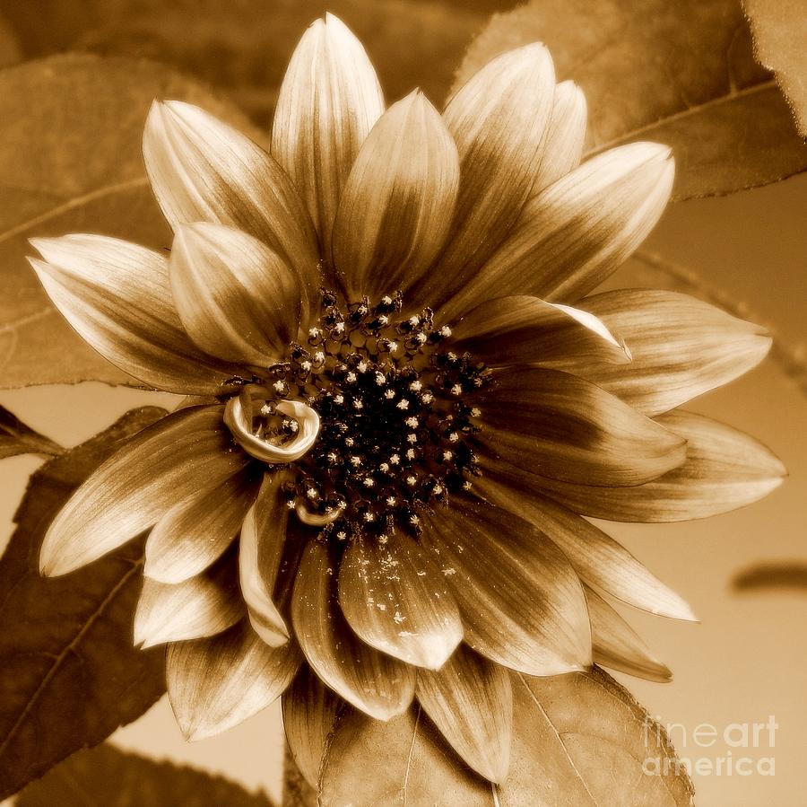 Sunflower Photograph - The Sunflower by Peggy Hughes
