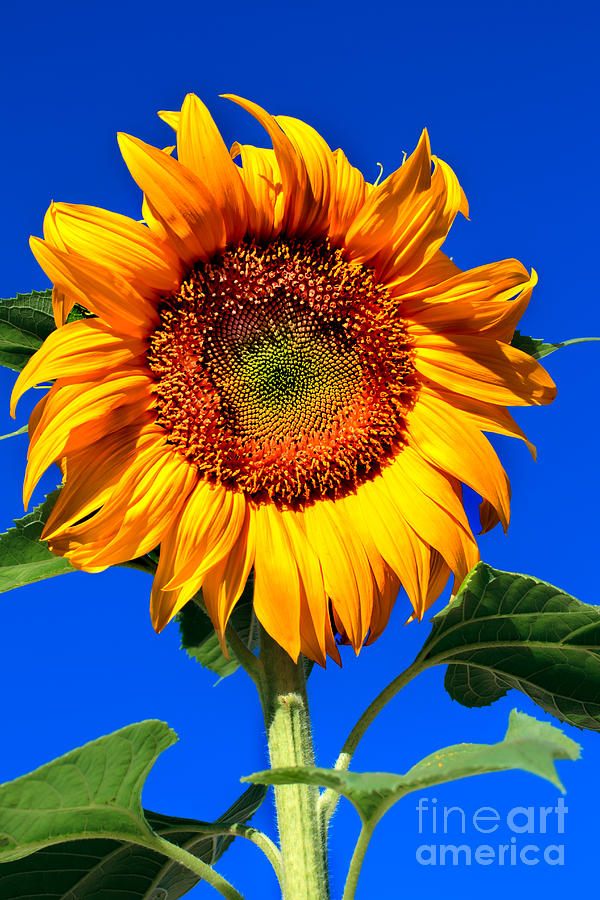 The Sunflower Photograph by Robert Bales