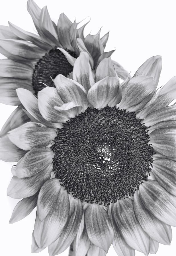 The Sunflower with No Color Photograph by David and Carol Kelly
