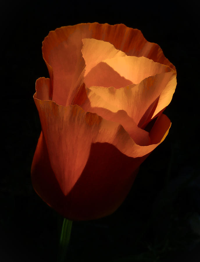 The Sunlit Poppy Photograph by Steve Taylor