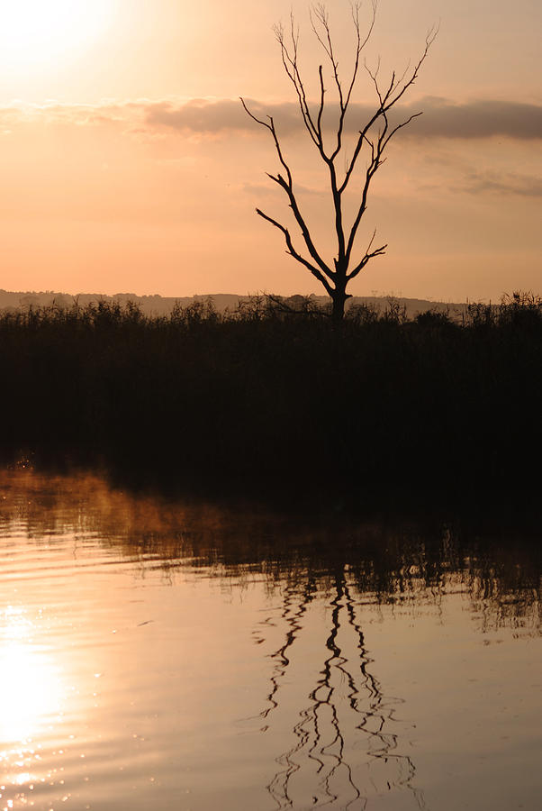 Tree Photograph - The Sunrise Tree by Leon James