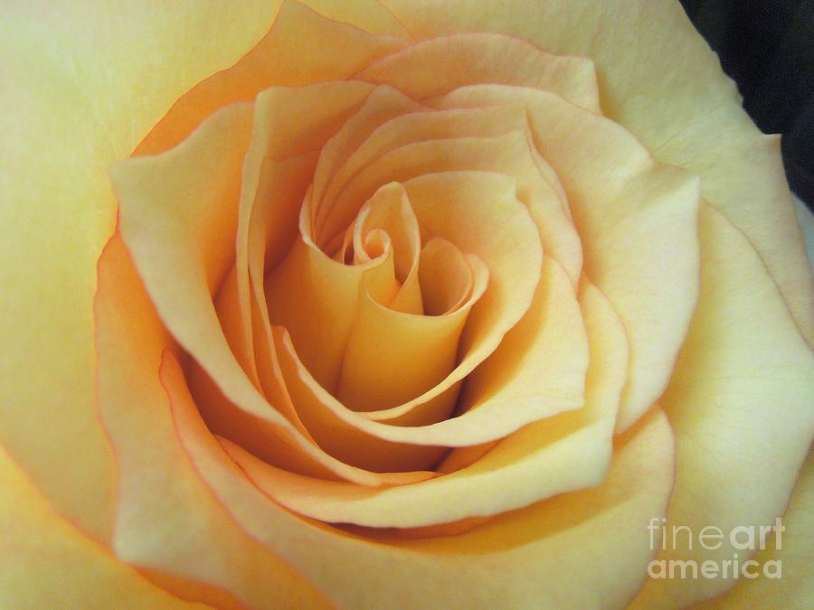 Rose Photograph - The Suns Gentle Kiss by Renee Trenholm