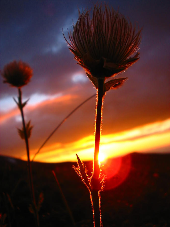 The sunset of the longest day Photograph by Stefan Stefanov | Fine Art