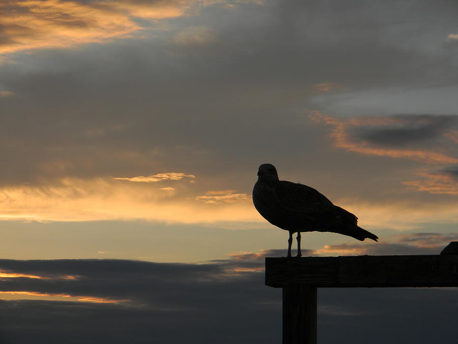 The Sunset Perch Photograph by Jean Goodwin Brooks