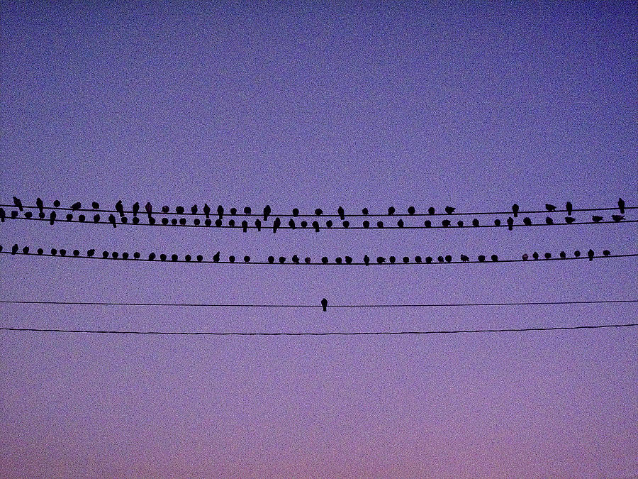 The sunset pigeon choir Photograph by Steve Gravano