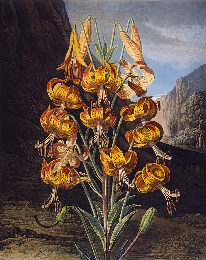 The Superb Lily, From The Temple Drawing by Philip Reinagle - Pixels