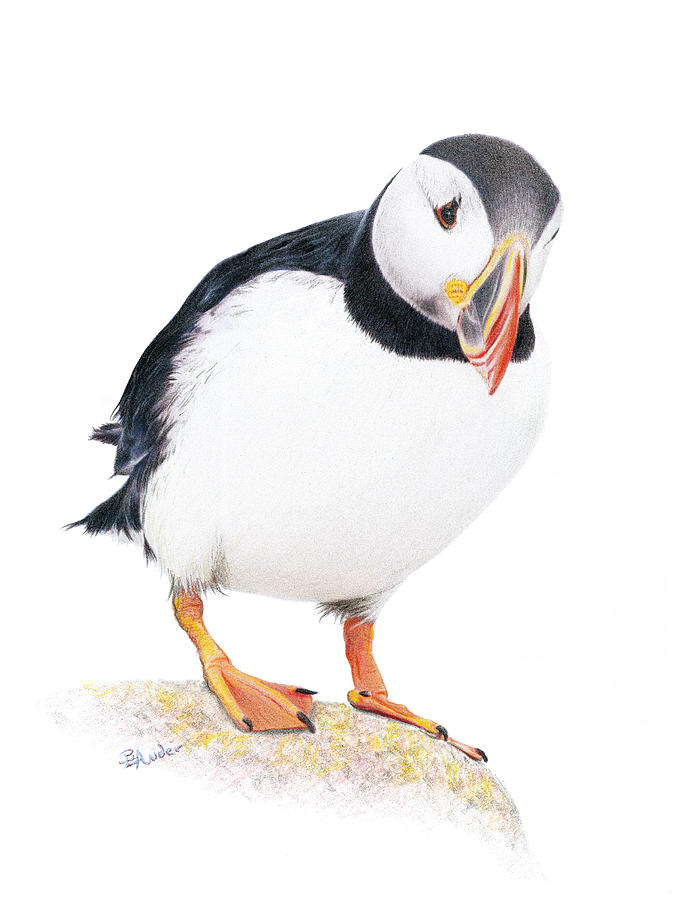 Puffin Drawing - The Supervisor by Brent Ander