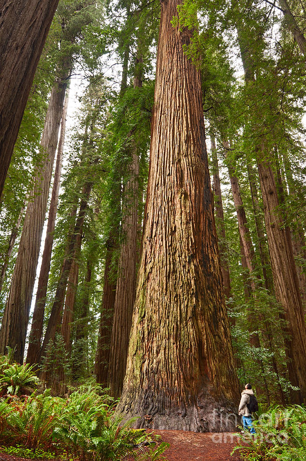Tree Photograph - The Survivor - Massive redwoods Sequoia sempervirens in Redwoods National Park named Stout Tree. by Jamie Pham