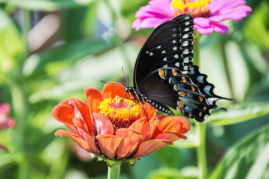 The Swallowtail Photograph by Jeanne May
