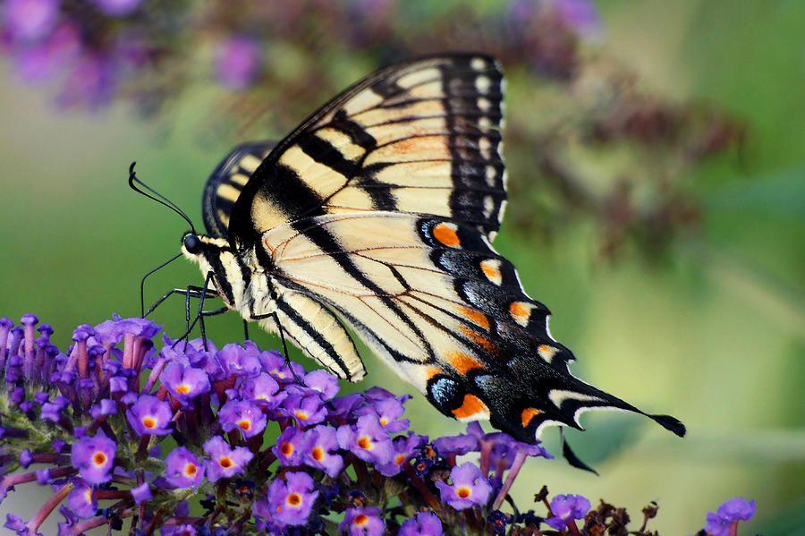 the Swallowtail Photograph by Leda Robertson
