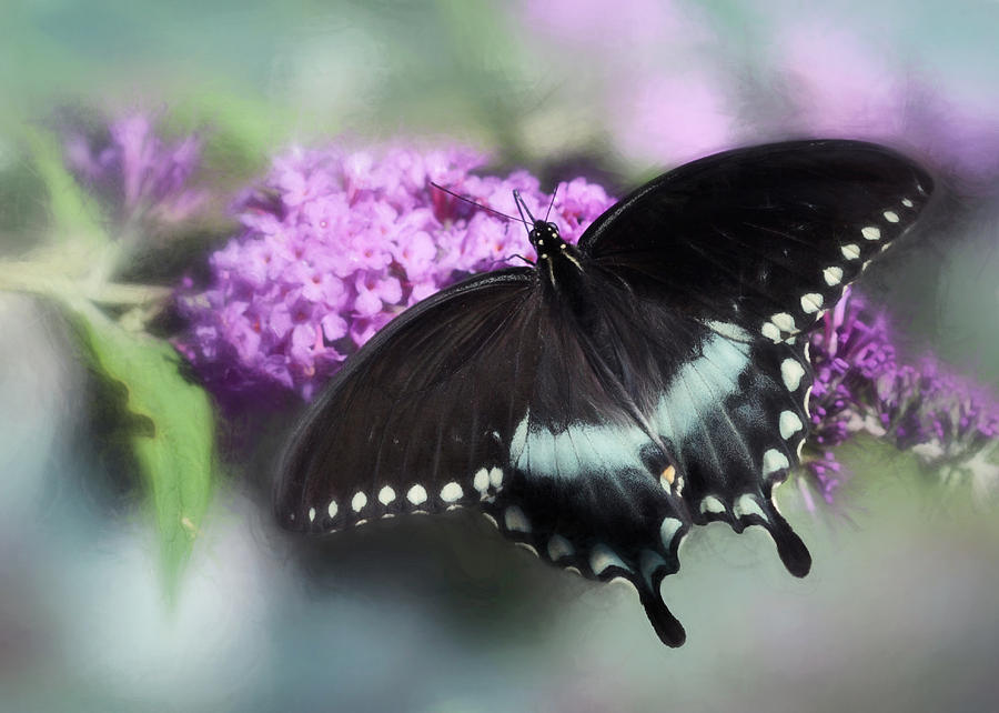 The Swallowtail Photograph by Lori Deiter