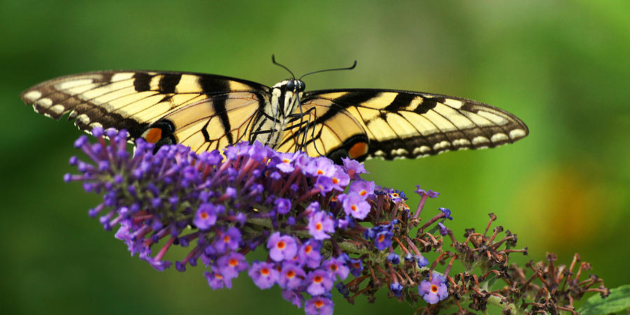 The Swallowtail Reigns Supreme Photograph by Leda Robertson