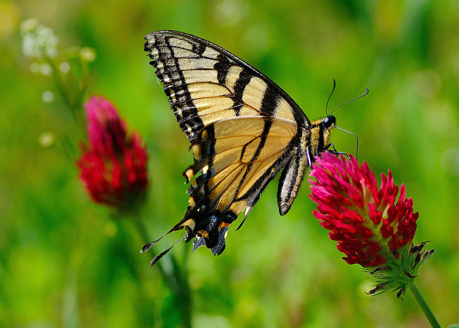 Butterfly Photograph - The Swallowtail by Sarah Rodefeld