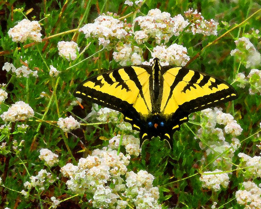 The Swallowtail Photograph by Timothy Bulone