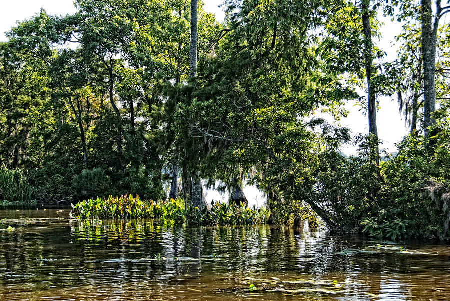 The Swamp Photograph by Ralph Jones