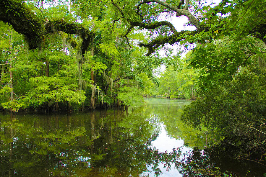 The Swamps 2 Photograph by Angela Moreau | Fine Art America