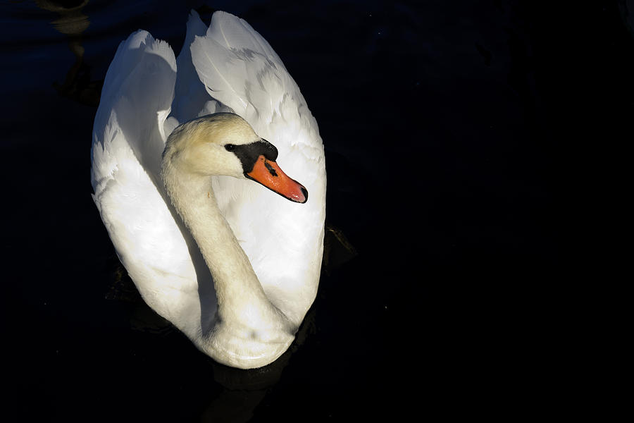 The Swan Photograph by Bob VonDrachek