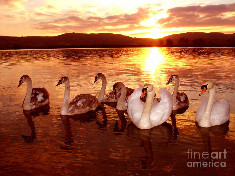 The Swan Family Photograph by Joe Cashin