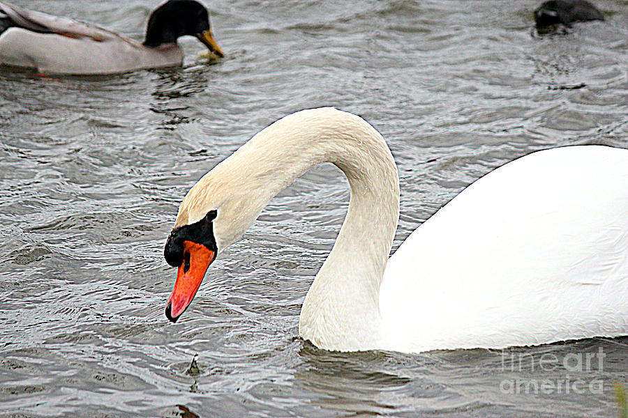 The Swan Photograph by Kathy  White