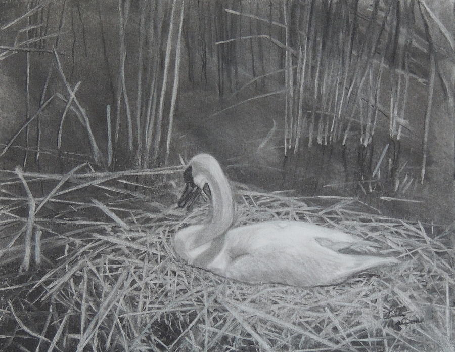 The Swan Drawing by Lisa MacDonald