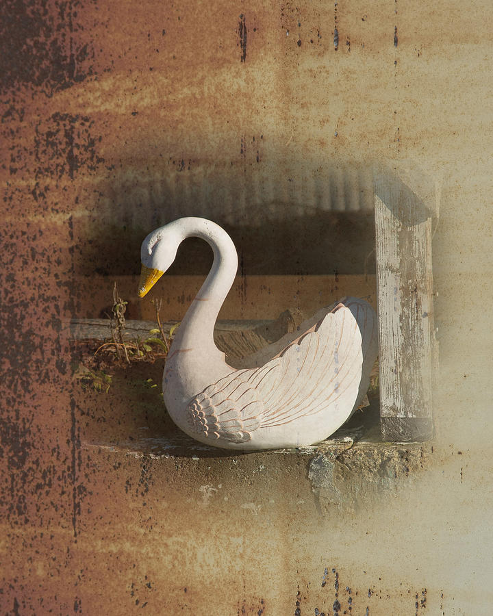 Planter Photograph - The Swan Planter by Gary Silverstein