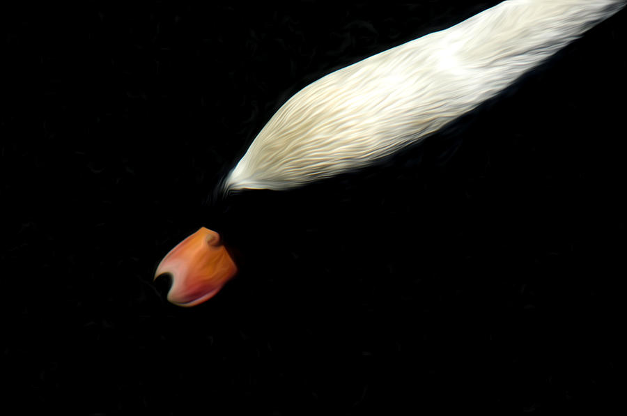 The Swan Under water Photograph by Terry Cosgrave