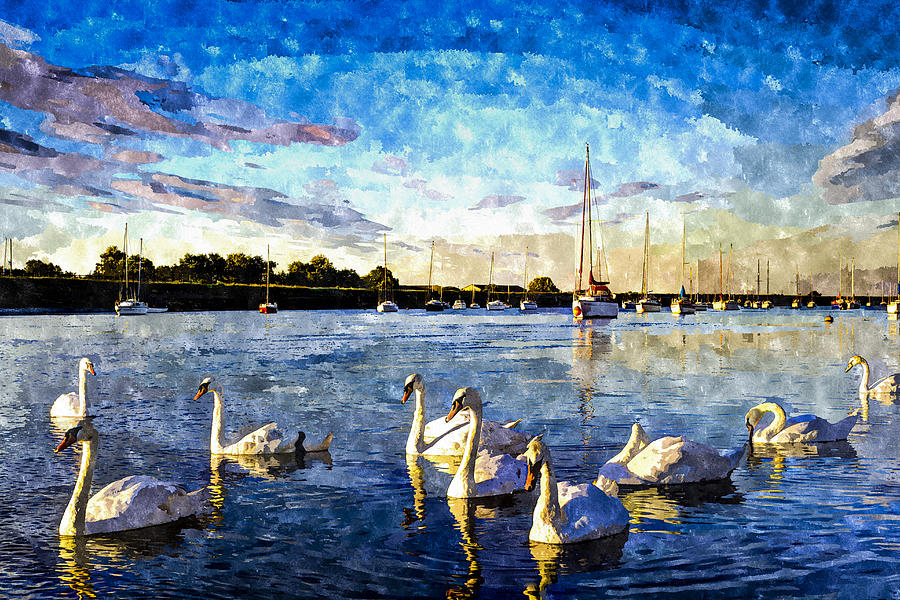 The Swans Photograph by David Pyatt