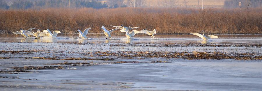 The Swans Return Photograph by Bonfire Photography