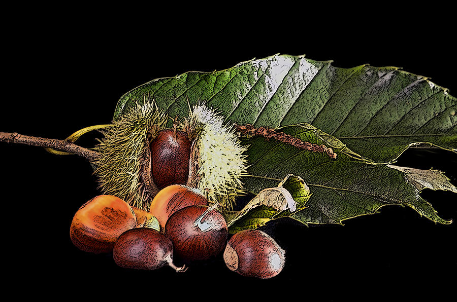 The Sweet Chestnut Photograph by Richard Ortolano